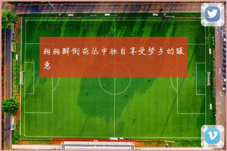 狗狗醉倒花丛中独自享受梦乡的暖意